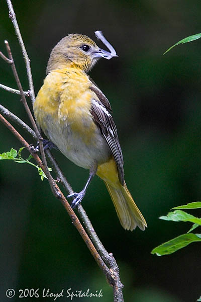 Baltimore Oriole (female)