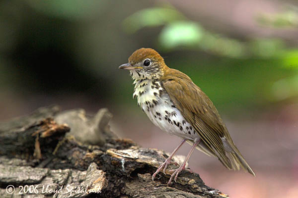 Wood Thrush