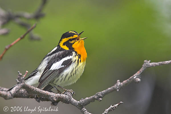 Blackburnian Warbler