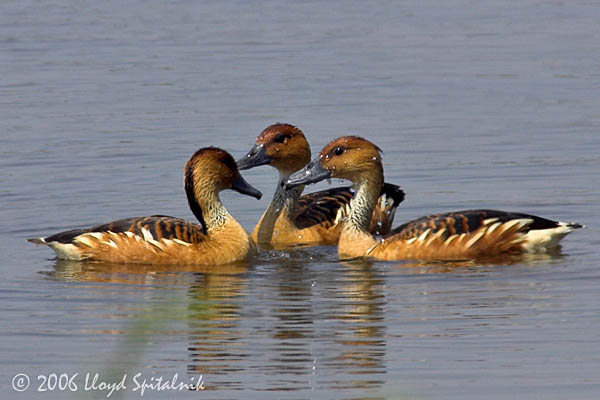 Fulvous Whistling-Duck