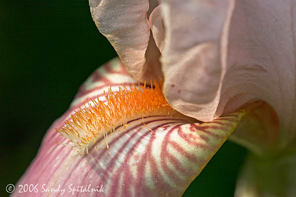 Crested Iris