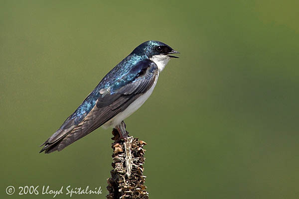 Tree Swallow