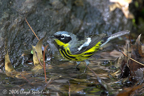 Magnolia Warbler