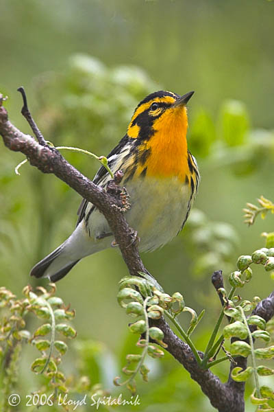 Blackurnian Warbler