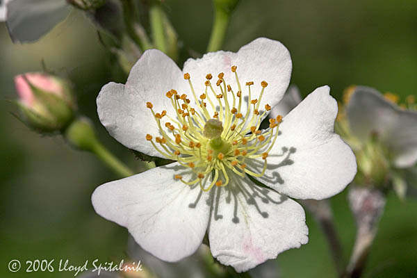 Multiflora Rose