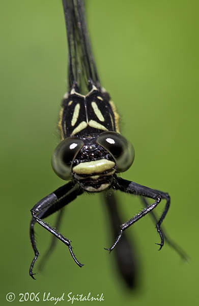 Southern Pygmy Clubtail