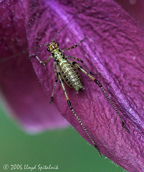 Mediterranean Katydid (nymph)