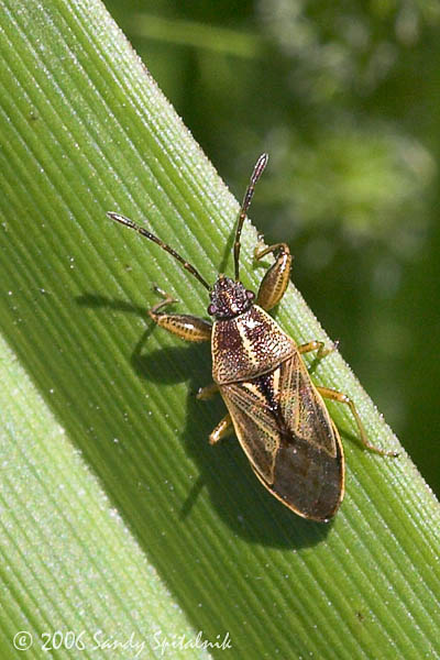 Fat-legged Seed Bug