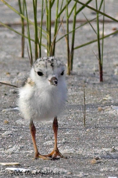 Piping Plover chick