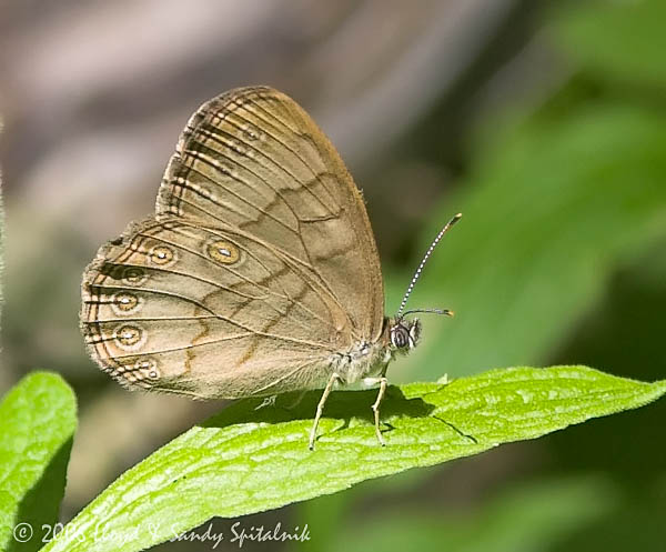 Appalachian Brown
