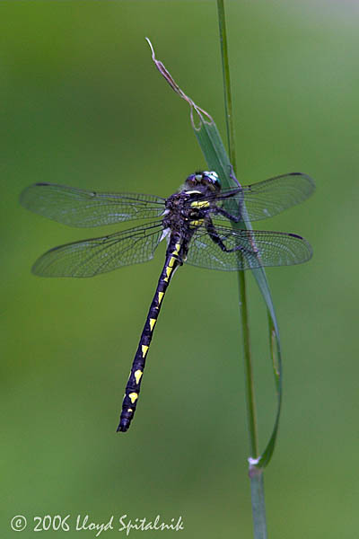 Delta-spotted Spiketail
