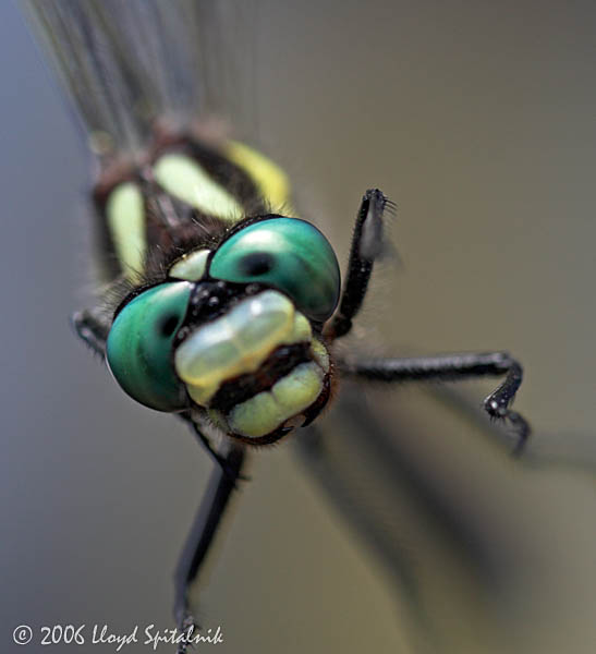 Delta-spotted Spiketail