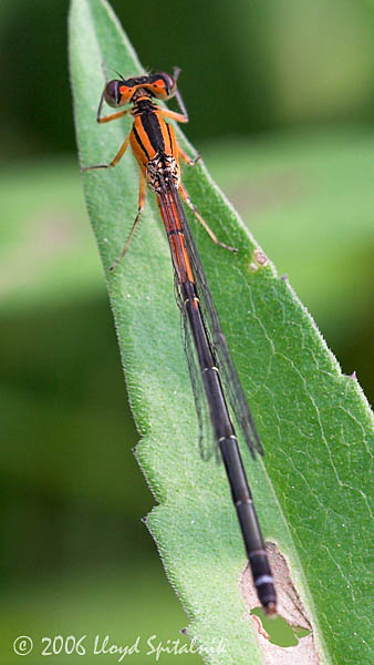 Eastern Forktail (female)