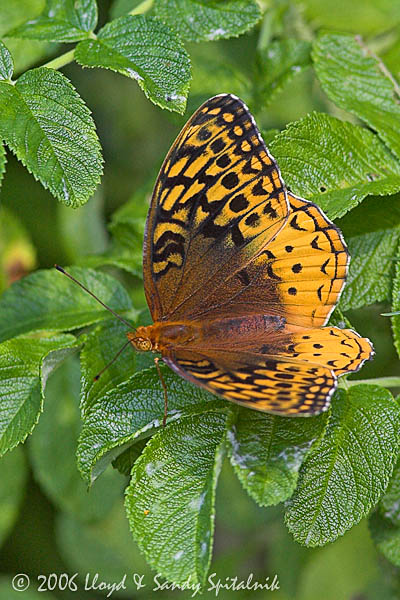 Great Spangled Fritillary
