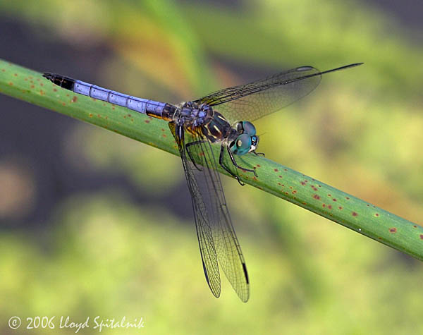 Blue Dasher