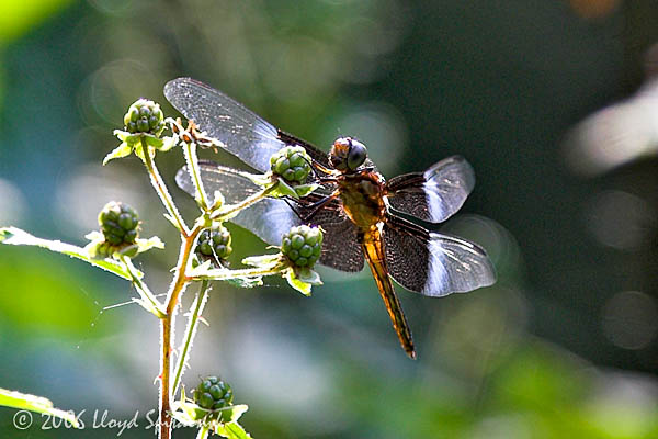 Widow Skimmer (male)