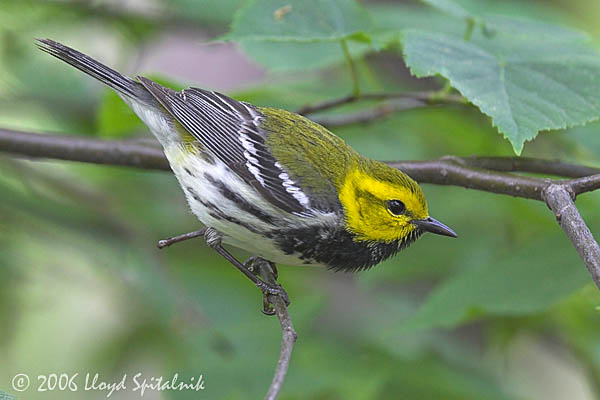 Black-throated Green Warbler