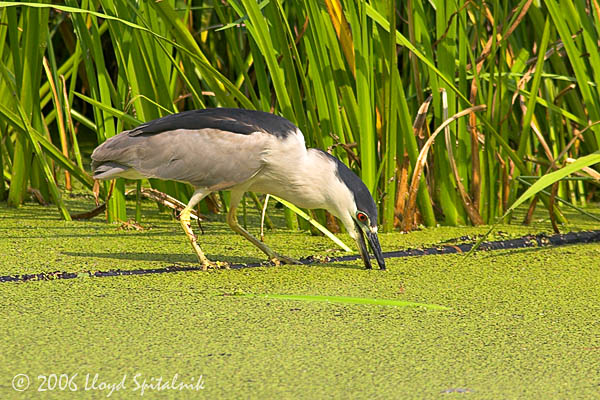 Black-crowned Night-Heron