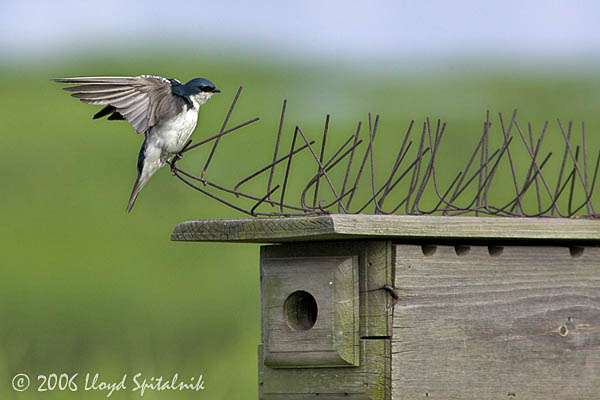 Tree Swallow