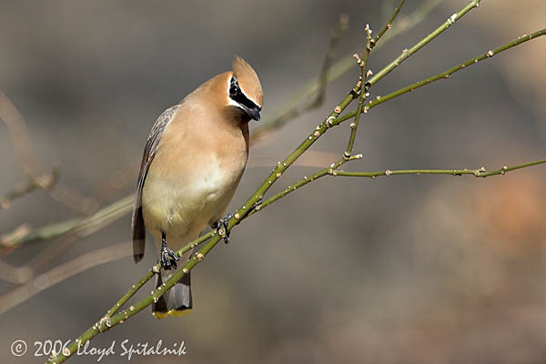 Cedar Waxwing
