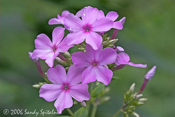 Phlox