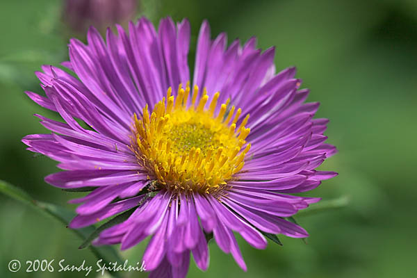 Aster