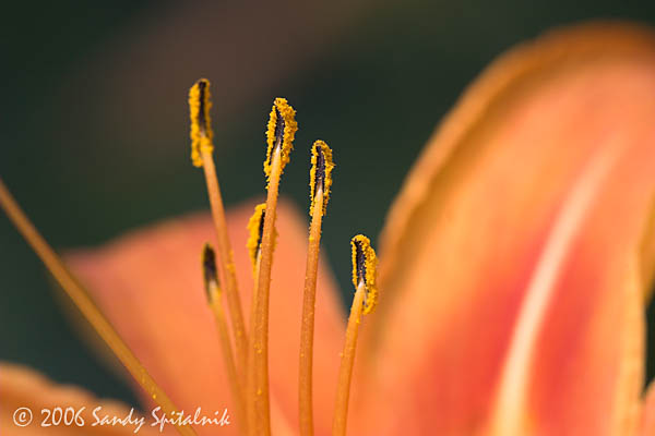 Orange Day Lily