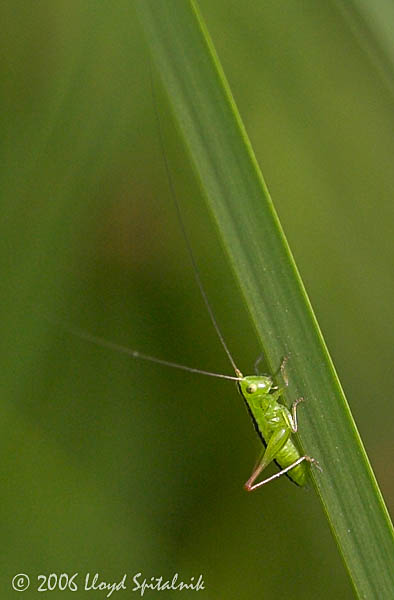Lesser Meadow Katydid (nymph)