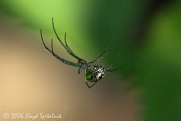 Orchard Orbweaver