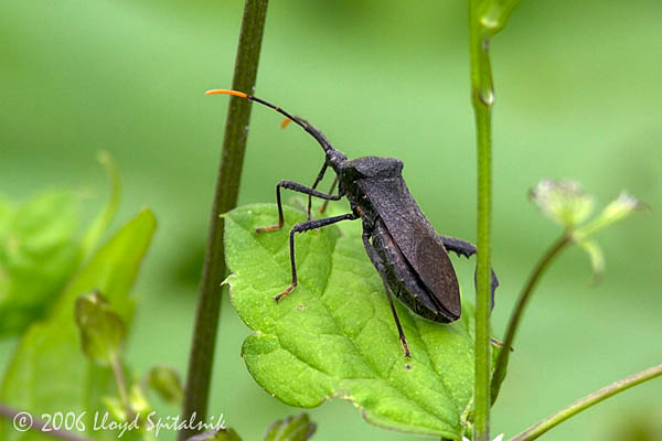 Leaffooted Bug