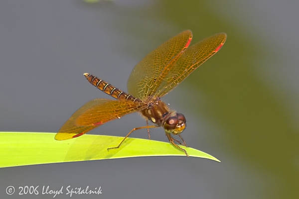 Eastern Amberwing (male)