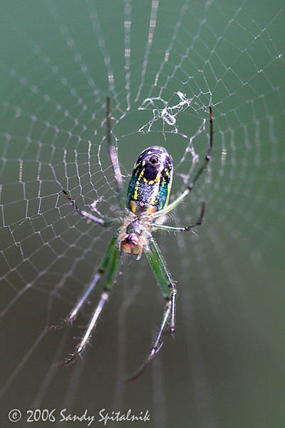  Orchard Orbweaver