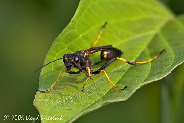 Black and Yellow Mud Dauber