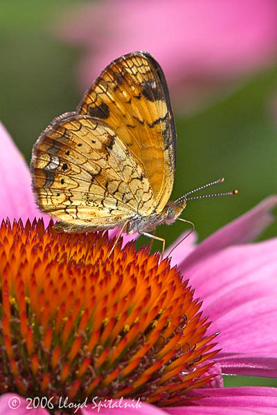 Pearl Crescent