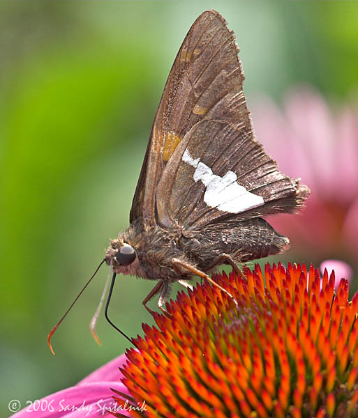Silver-spotted Skipper