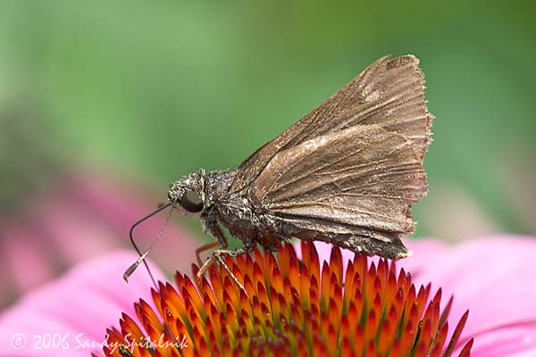 Little Glassywing