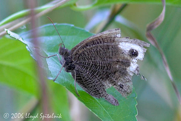 Common Wood Nymph