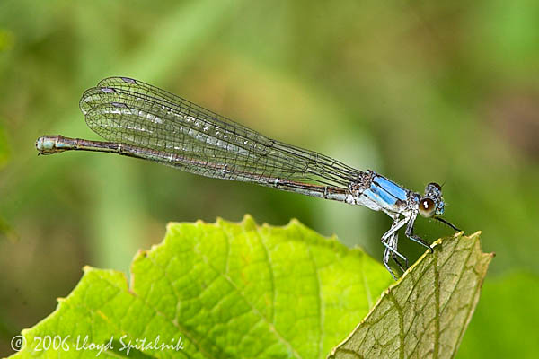 Powdered Dancer (blue form female)