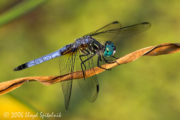 Blue Dasher