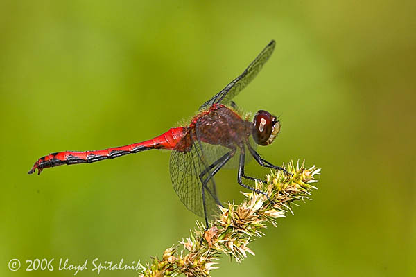 Ruby or Cherry-faced Meadowhawk