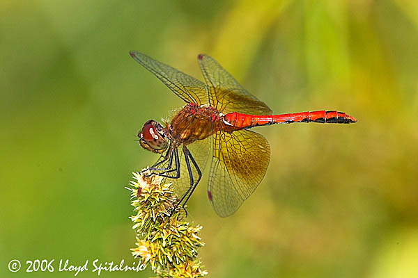 Band-winged Meadowhawk