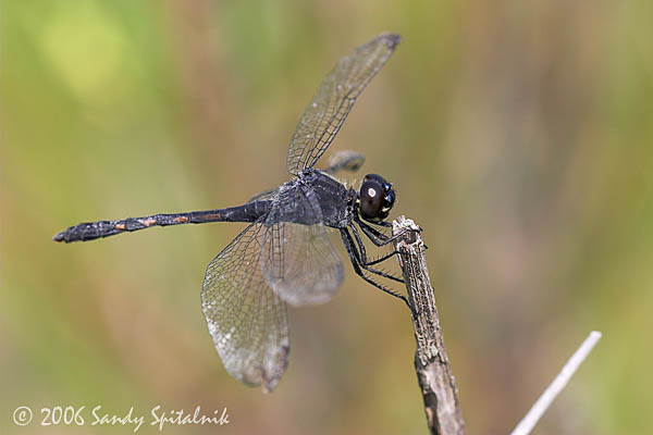 Seaside Dragonlet