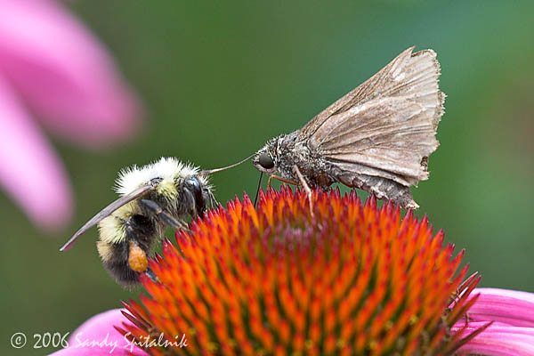 Little Glassywing and Confusing Bumble Bee