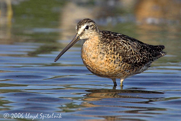 Short-billed Dowitcher