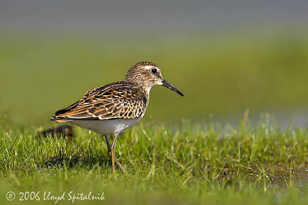 Least Sandpiper