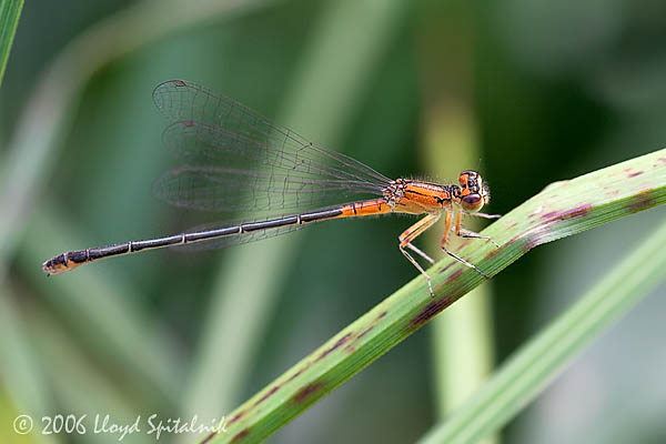 Eastern Forktail  (female)
