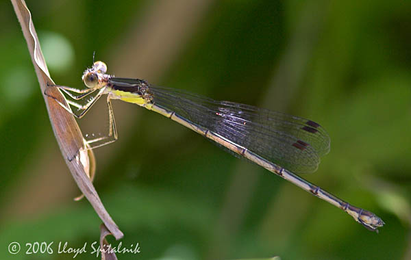 Slender Spreadwing