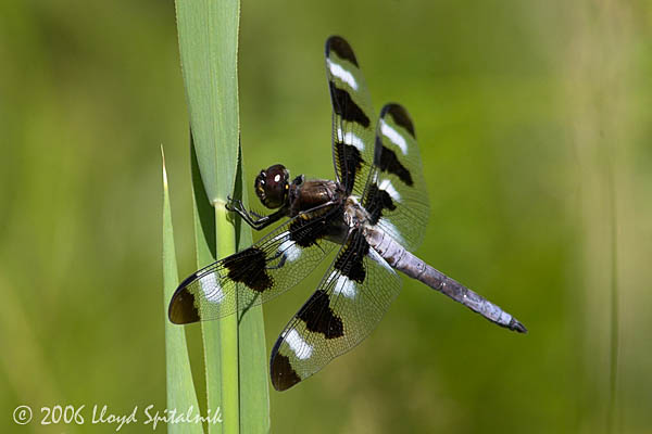 Twelve-spotted Skimmer