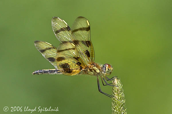 Halloween Pennant (female)