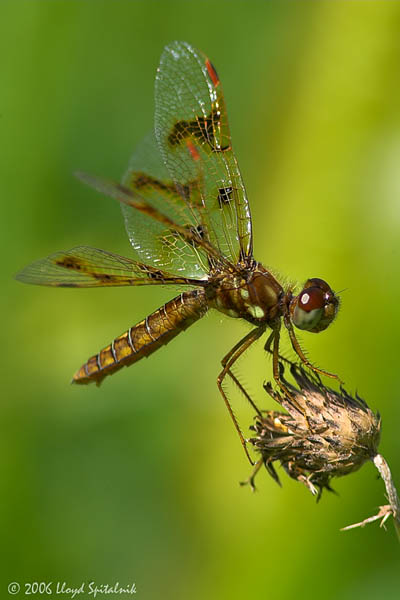 Eastern Amberwing (female)